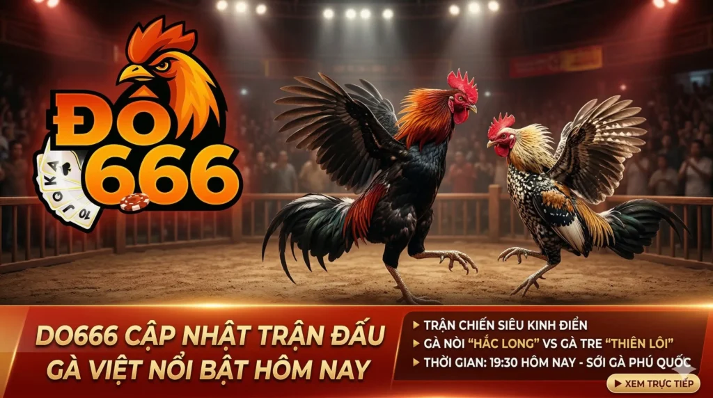 Do666 cập nhật trận đấu gà Việt nổi bật hôm nay