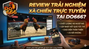 Review trải nghiệm xem gà chiến trực tuyến tại Do666
