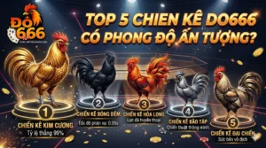 Top 5 chiến kê Do666 có phong độ ấn tượng