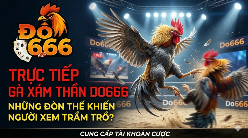 Trực tiếp gà xám thần Do666 – những đòn thế khiến người xem trầm trồ