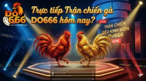 Trực tiếp trận chiến gà Do666 hôm nay